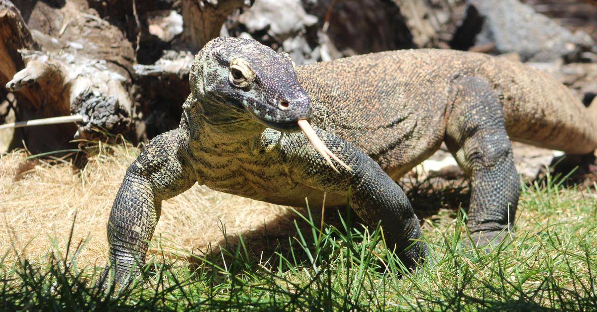 Splendid image of the Komodo Dragon, with the scientific name Varanus komodoensis.