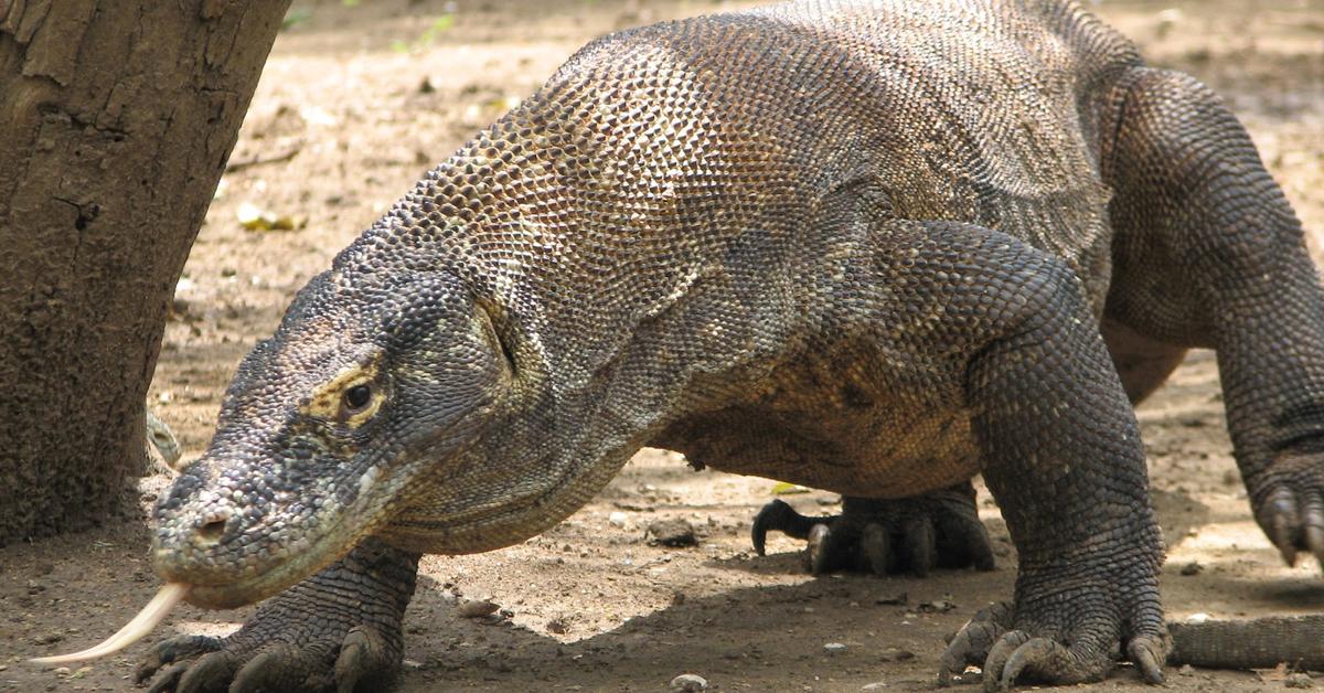 Insightful look at the Komodo Dragon, known to Indonesians as Naga Komodo.