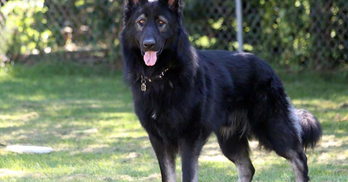 Portrait of a King Shepherd, a creature known scientifically as Canis lupus.