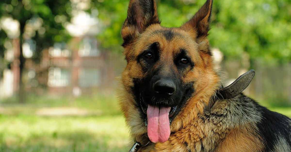 Engaging shot of the King Shepherd, recognized in Indonesia as Raja Gembala.