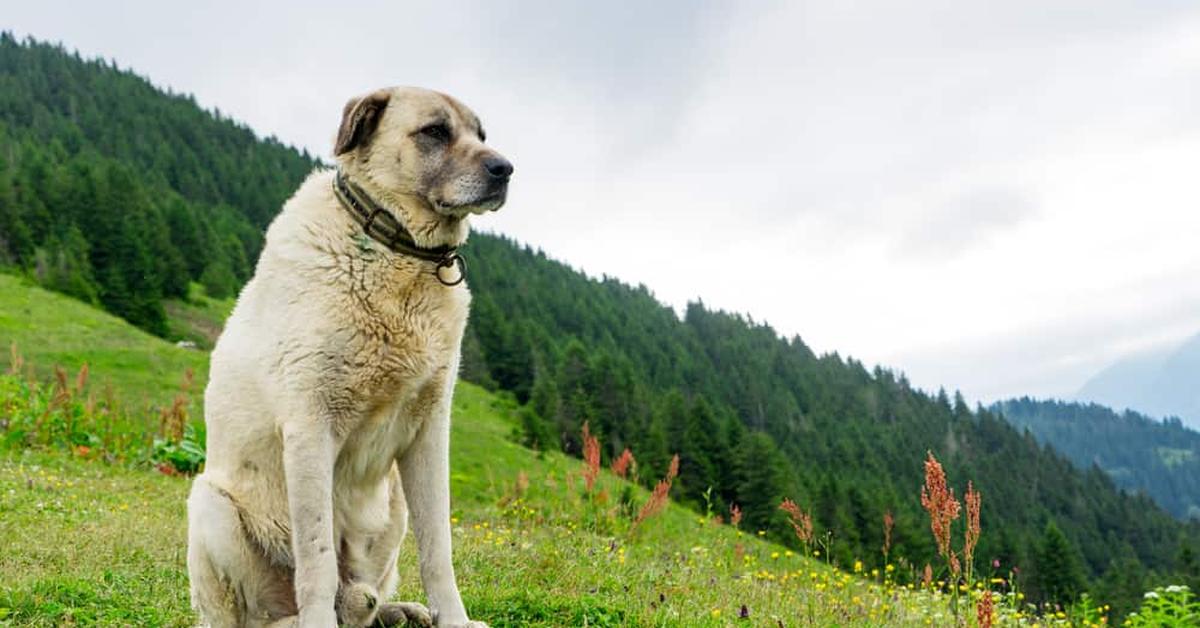 Image of the Kangal Shepherd Dog (Canis lupus), popular in Indonesia as Anjing Penggembala Kangal.