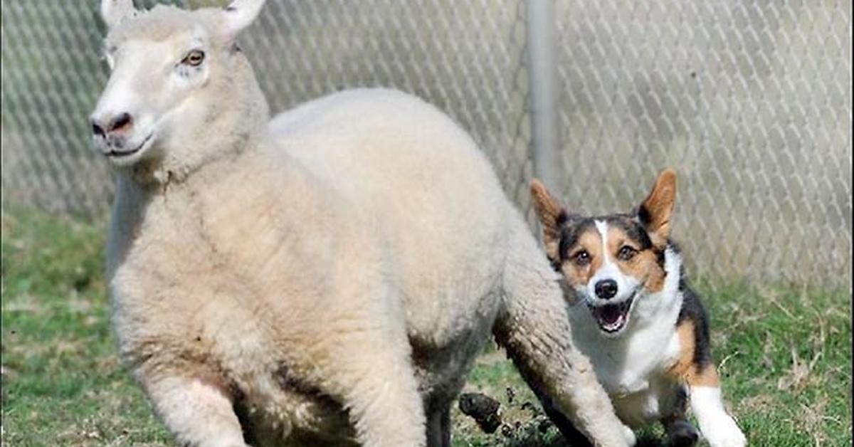 Charming view of the Kangal Shepherd Dog, in Indonesia referred to as Anjing Penggembala Kangal.