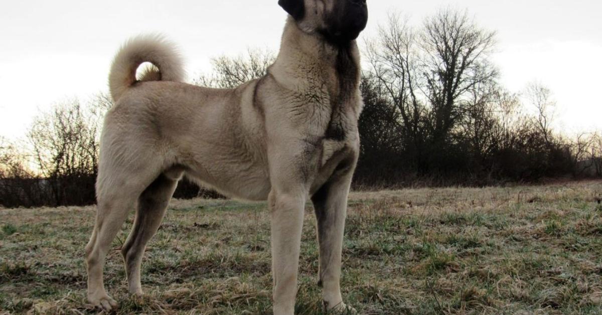 Splendid image of the Kangal Shepherd Dog, with the scientific name Canis lupus.