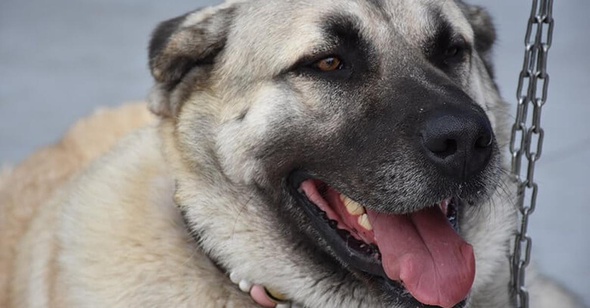 Stunning depiction of Kangal Shepherd Dog, also referred to as Canis lupus.