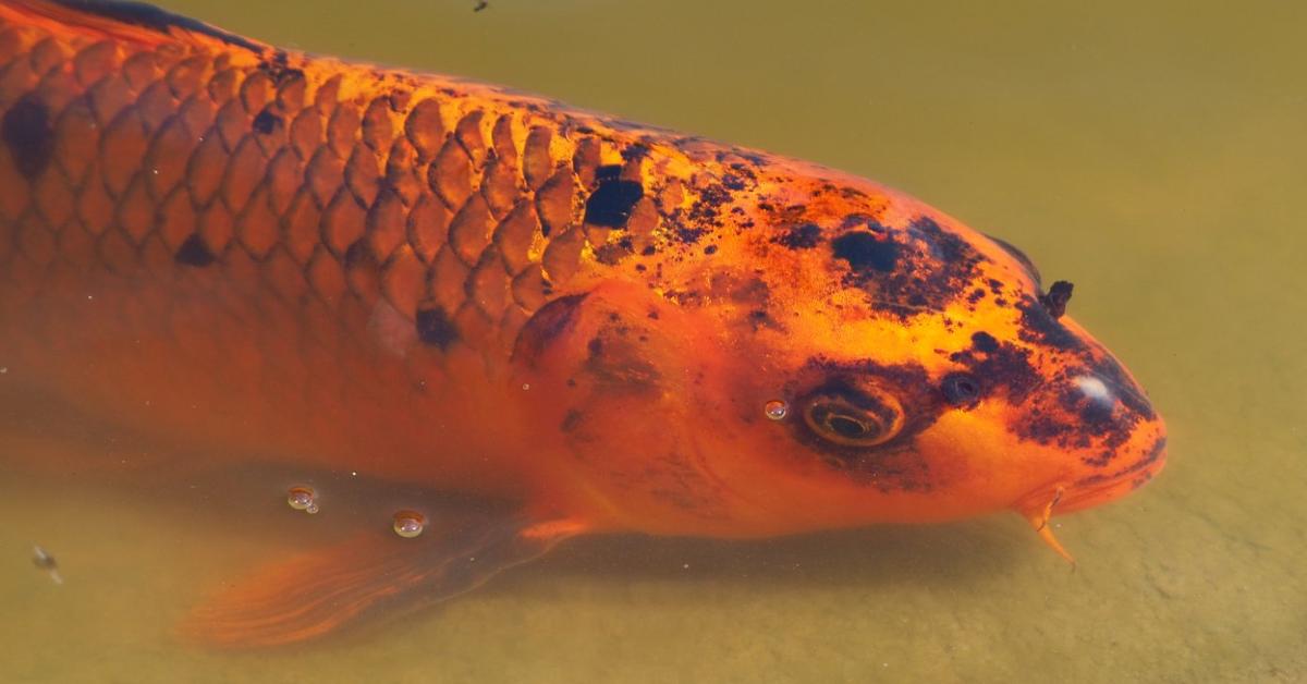 Engaging shot of the Koi Fish, recognized in Indonesia as Ikan Koi.