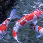 Distinctive Koi Fish, in Indonesia known as Ikan Koi, captured in this image.