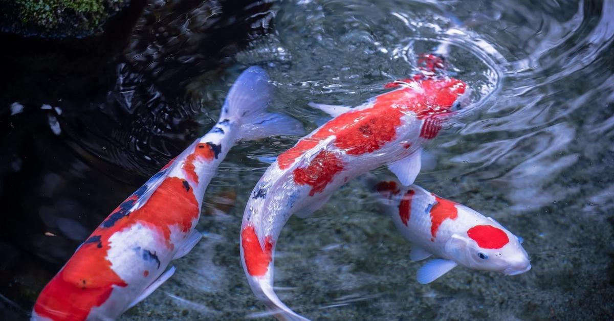 Distinctive Koi Fish, in Indonesia known as Ikan Koi, captured in this image.