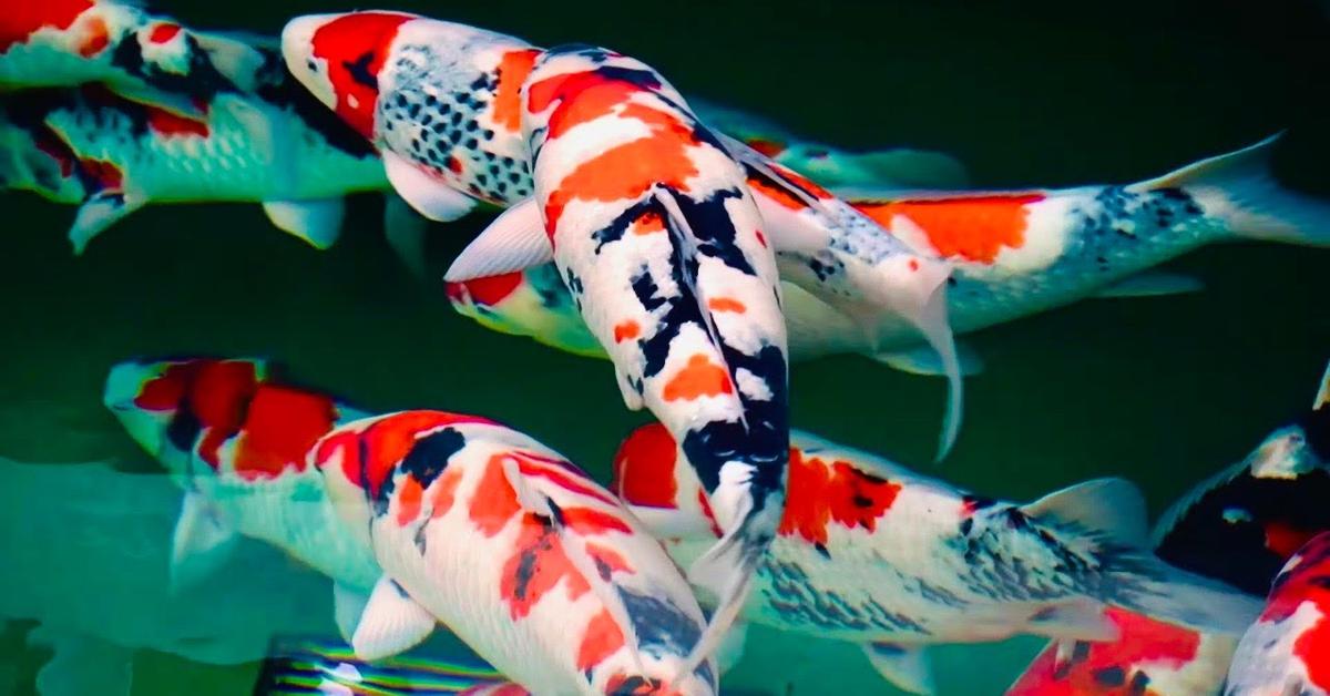 Captivating view of the Koi Fish, known in Bahasa Indonesia as Ikan Koi.