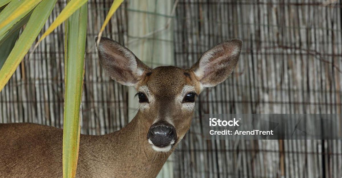 A beautiful representation of the Key Deer, scientifically Odocoileus virginianus.