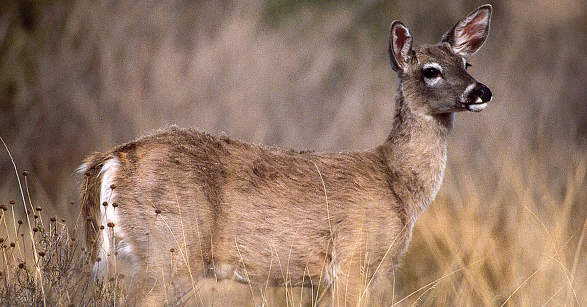 Captivating presence of the Key Deer, a species called Odocoileus virginianus.