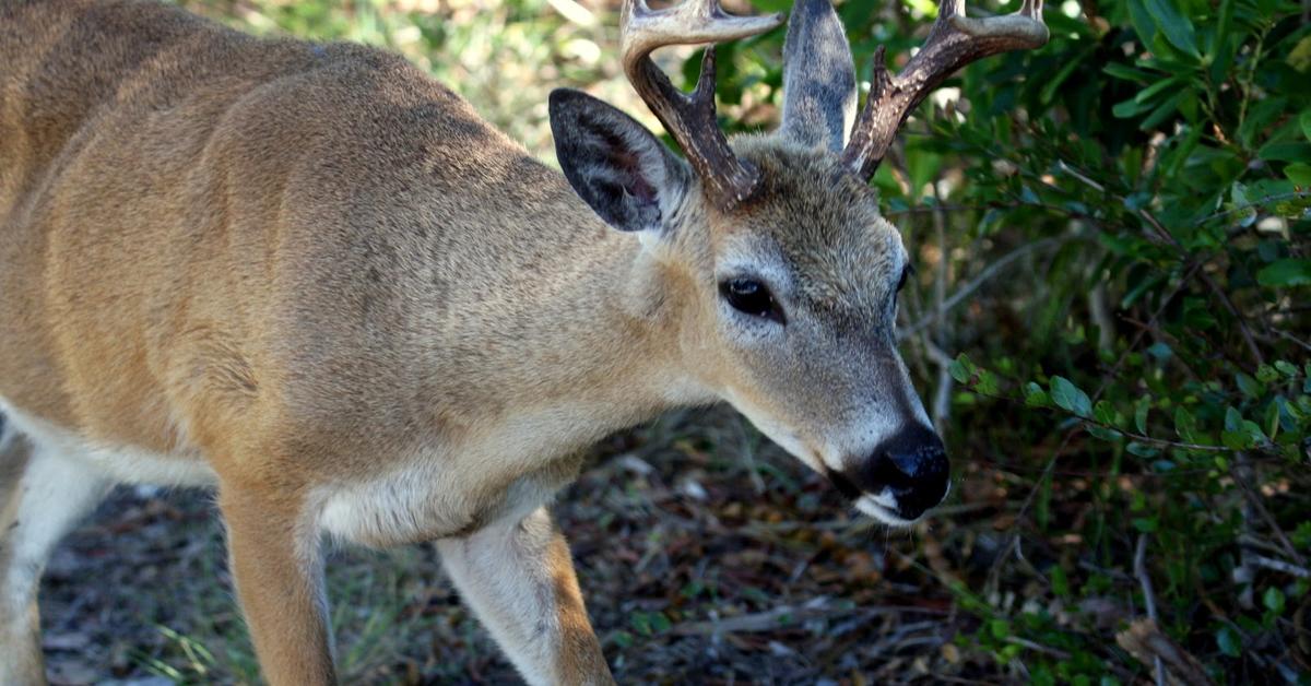 Stunning depiction of Key Deer, also referred to as Odocoileus virginianus.