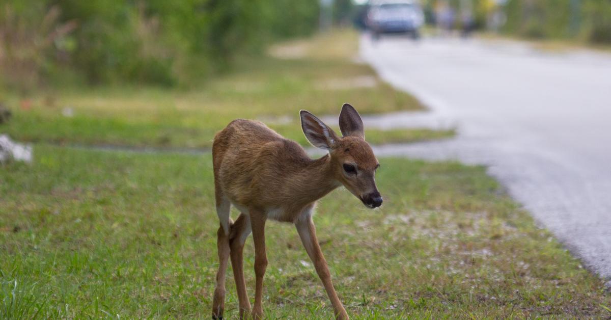 The fascinating Key Deer, scientifically known as Odocoileus virginianus.