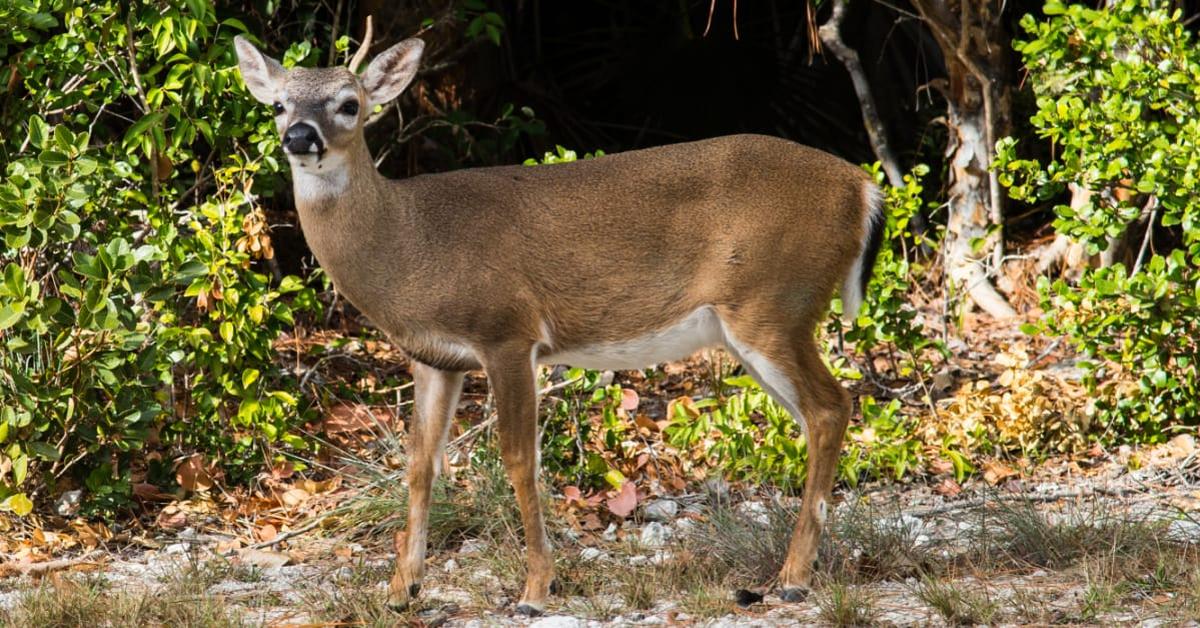 Close-up view of the Key Deer, known as Rusa Kunci in Indonesian.