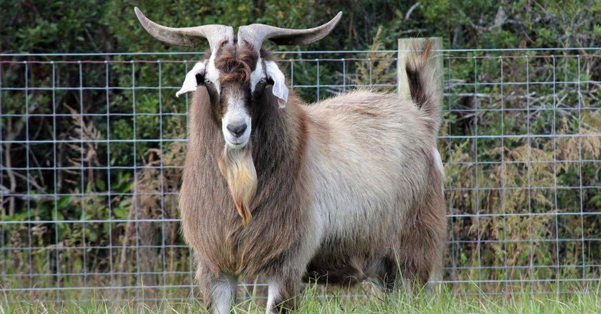 Charming view of the Kiko Goat, in Indonesia referred to as Kambing Kiko.