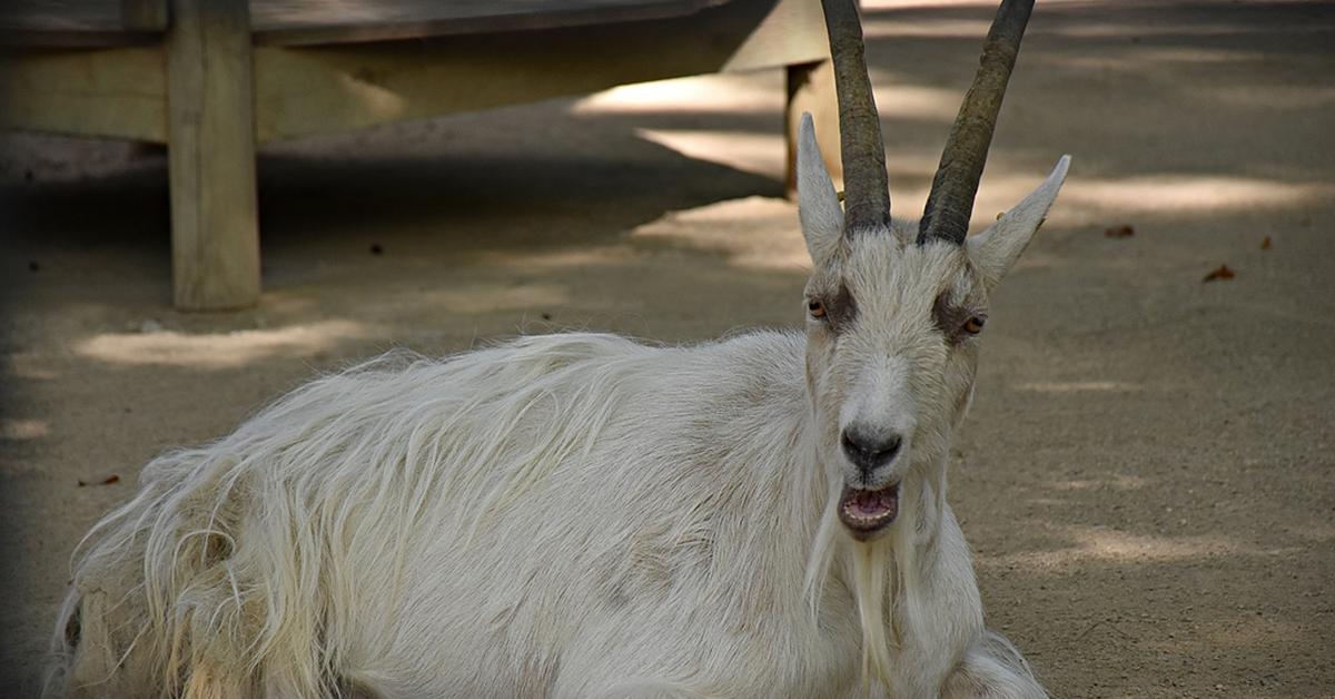 Captivating presence of the Kiko Goat, a species called Capra aegagrus Hircus.