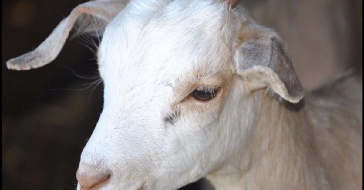 Detailed shot of the Kiko Goat, or Capra aegagrus Hircus, in its natural setting.