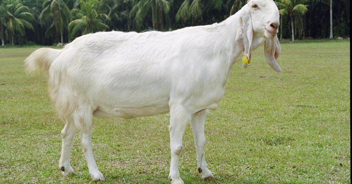 Captivating presence of the Kinder Goat, a species called Capra aegagrus hircus.