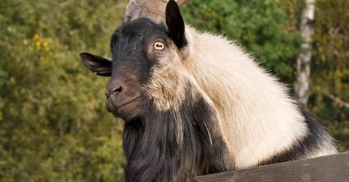 Splendid image of the Kinder Goat, with the scientific name Capra aegagrus hircus.