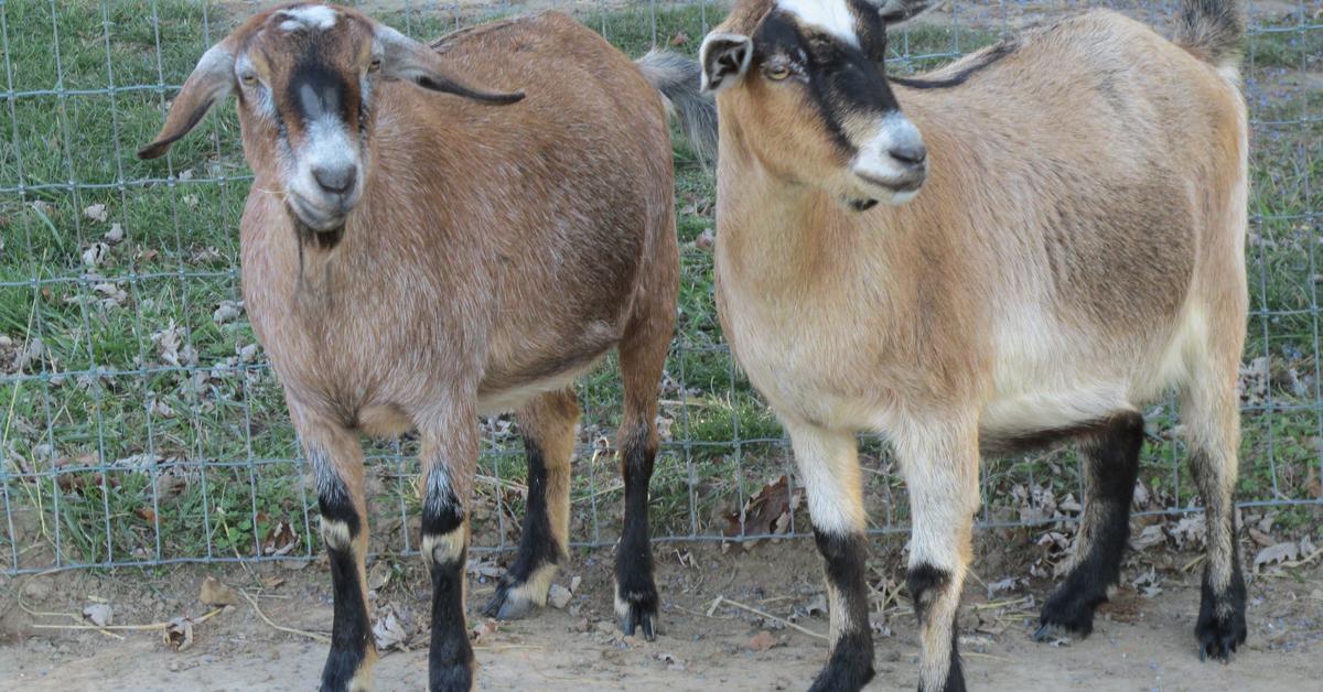 Engaging shot of the Kinder Goat, recognized in Indonesia as Kambing Kinder.