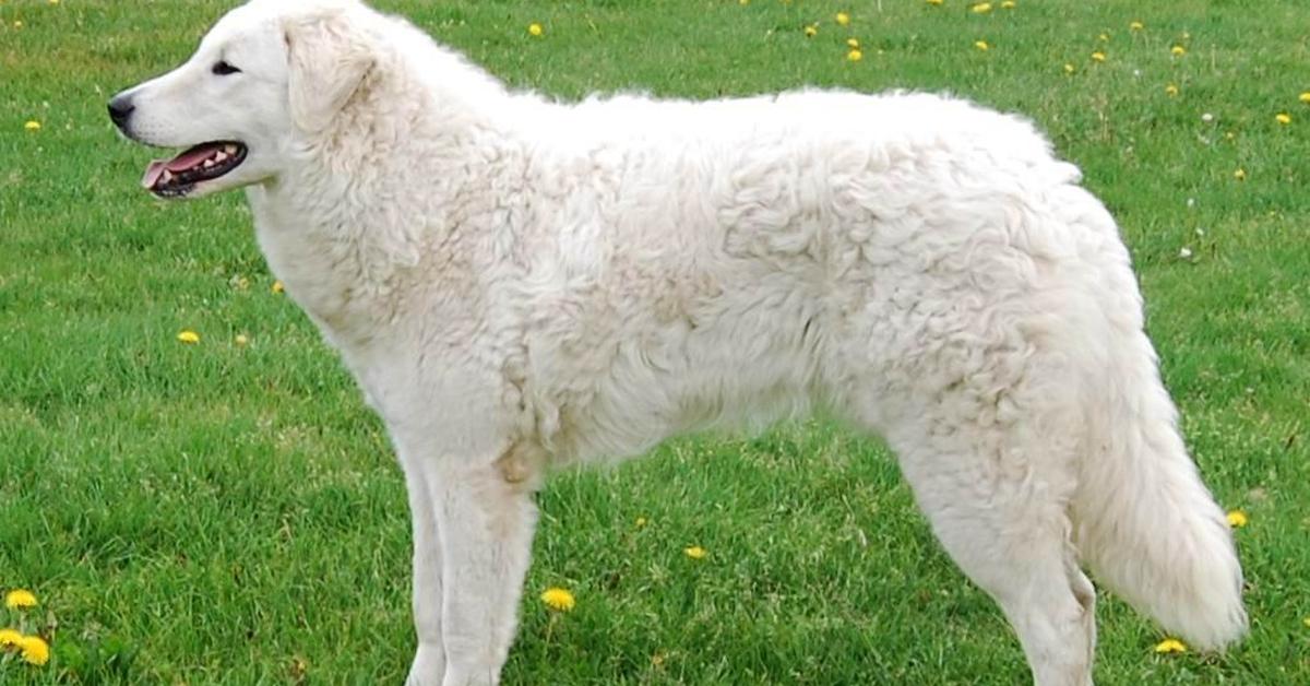 Natural elegance of the Kuvasz, scientifically termed Canis lupus.