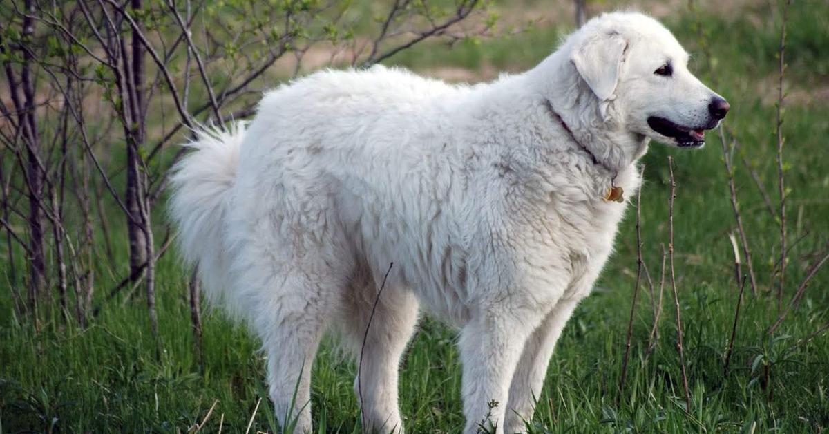 Close encounter with the Kuvasz, scientifically called Canis lupus.