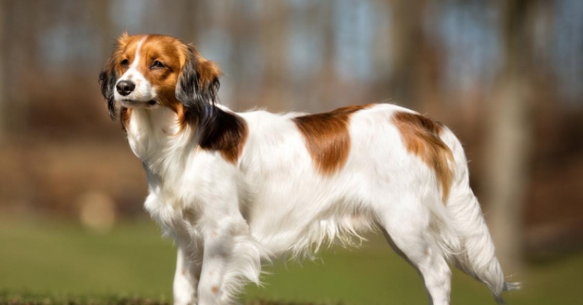 Graceful Kooikerhondje, a creature with the scientific name Canis lupus.