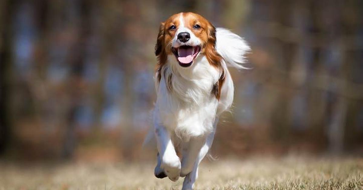 Stunning depiction of Kooikerhondje, also referred to as Canis lupus.