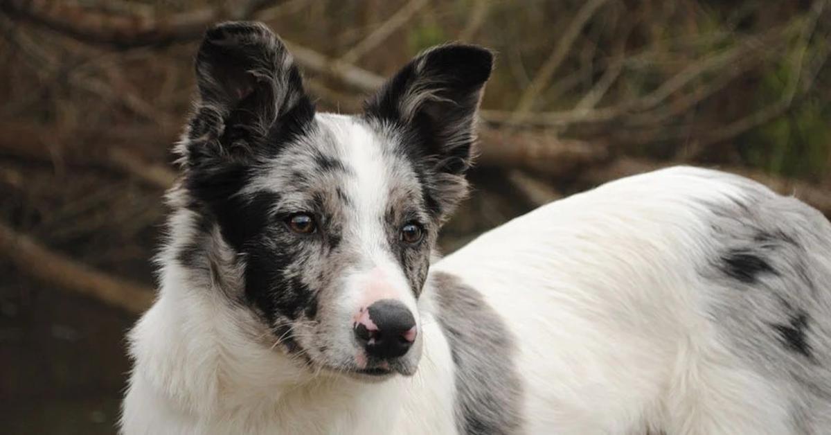 Dynamic image of the Koolie, popularly known in Indonesia as Anjing Koolie.