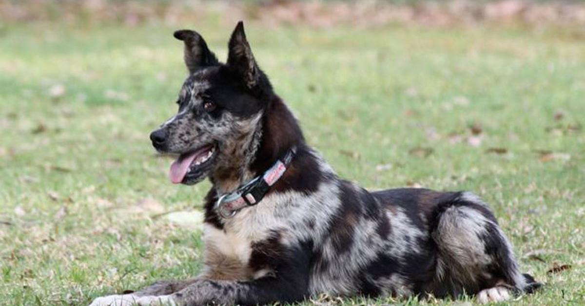 Snapshot of the intriguing Koolie, scientifically named Canis lupus.