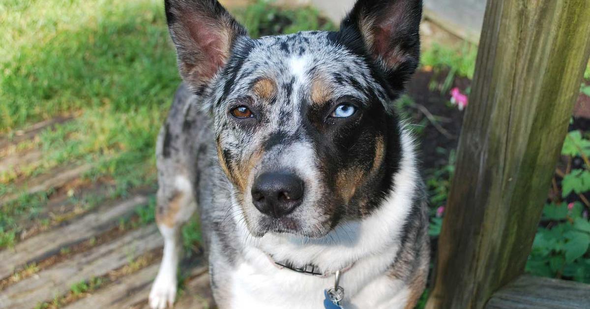 Photogenic Koolie, scientifically referred to as Canis lupus.