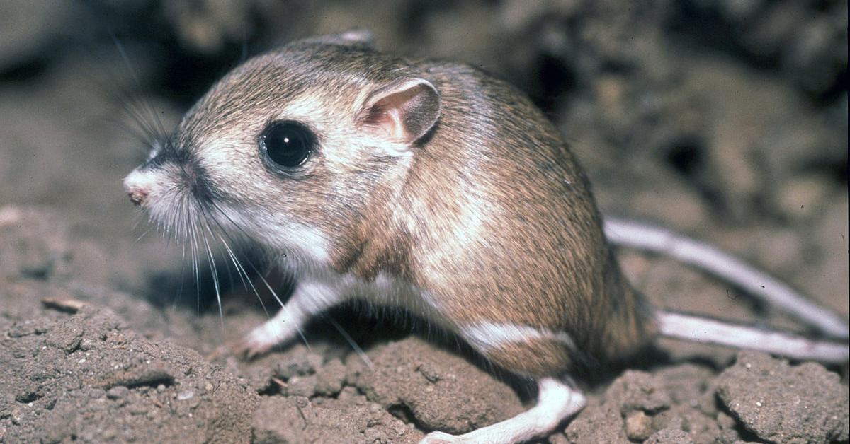 Dynamic image of the Kangaroo Rat, popularly known in Indonesia as Tikus Kanguru.