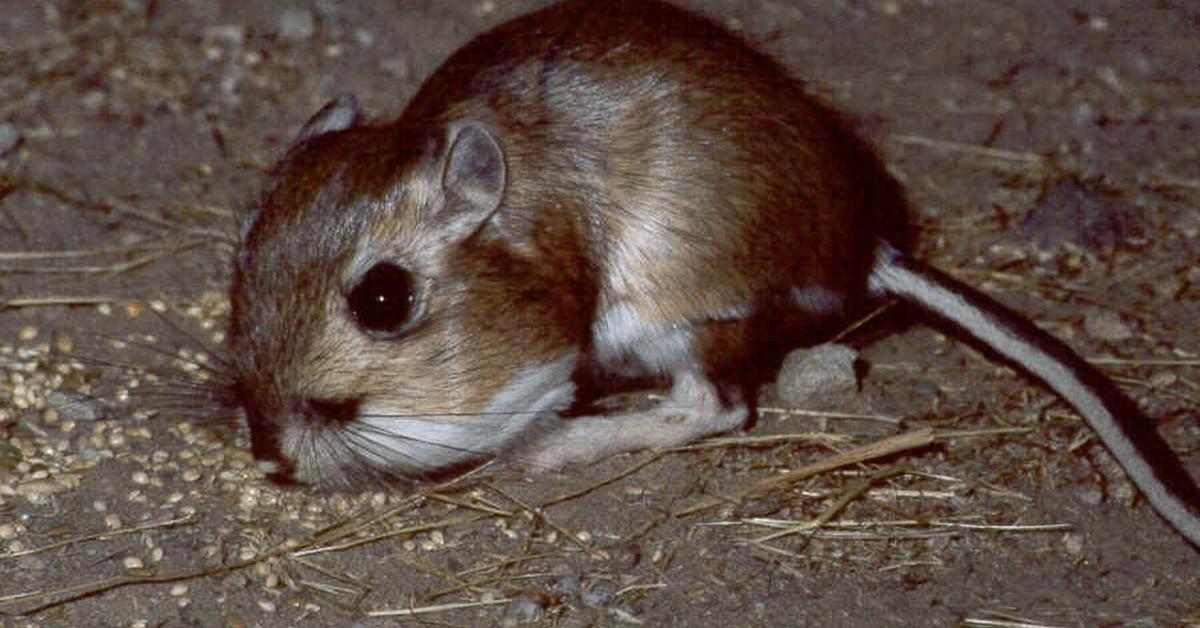 Unique portrayal of the Kangaroo Rat, also called Tikus Kanguru in Bahasa Indonesia.