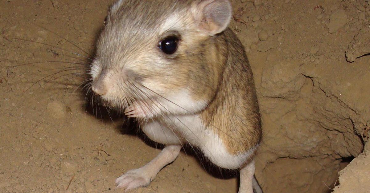 Captured moment of the Kangaroo Rat, in Indonesia known as Tikus Kanguru.