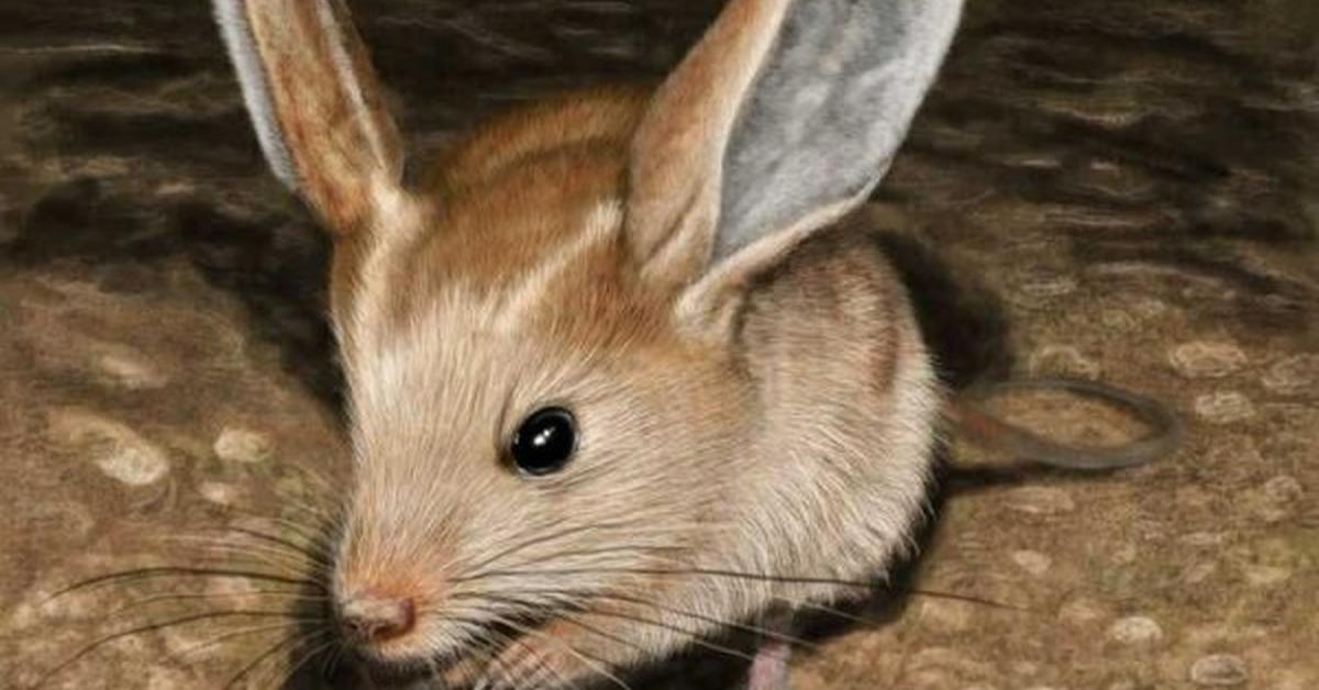 Glimpse of the Kangaroo Rat, known in the scientific community as Dipodomys.