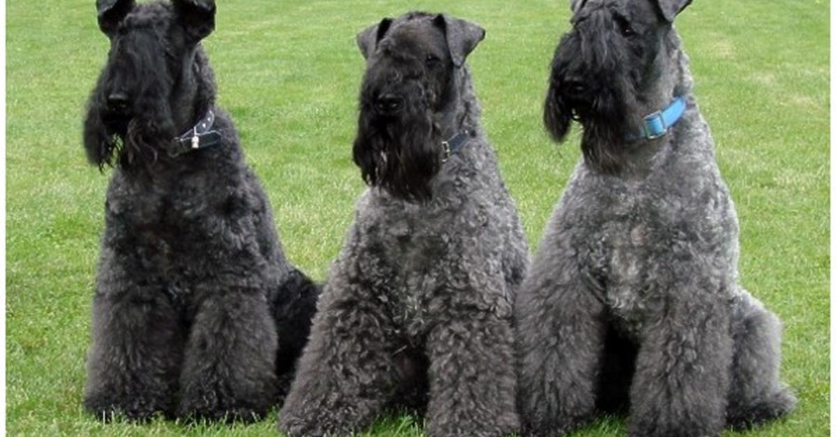 Stunning depiction of Kerry Blue Terrier, also referred to as Canis lupus.