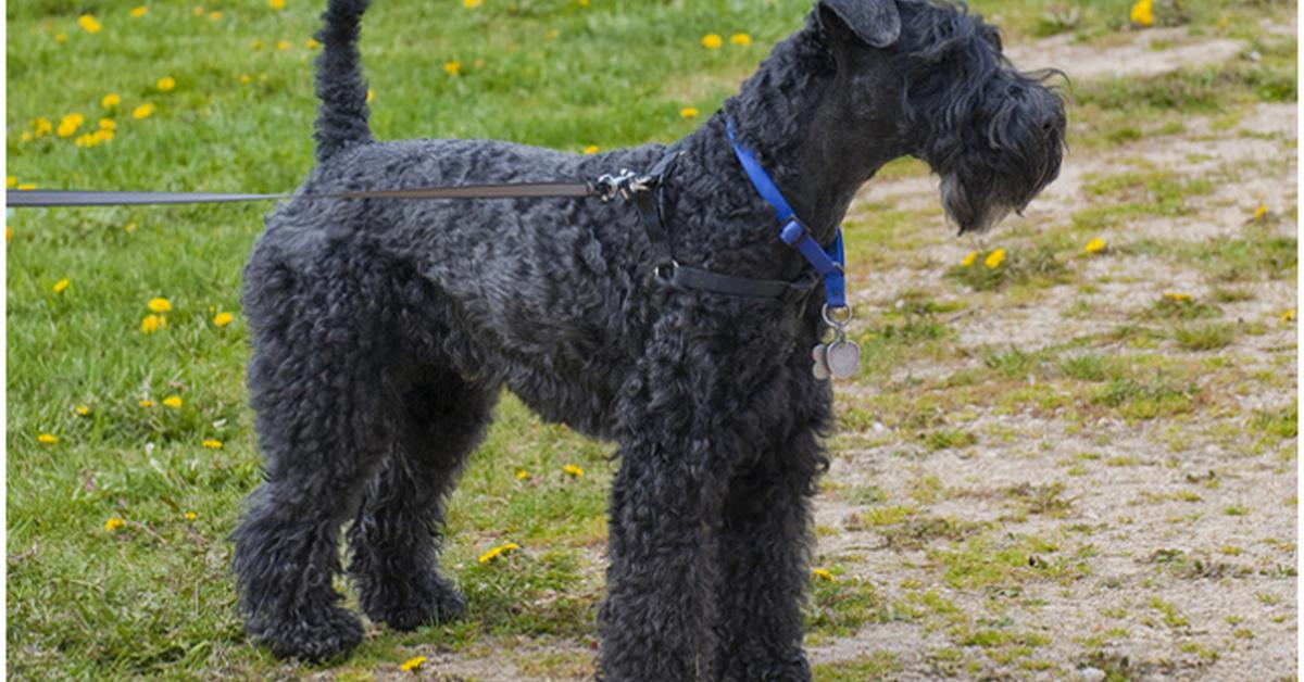 Exquisite image of Kerry Blue Terrier, in Indonesia known as Terrier Biru Kerry.