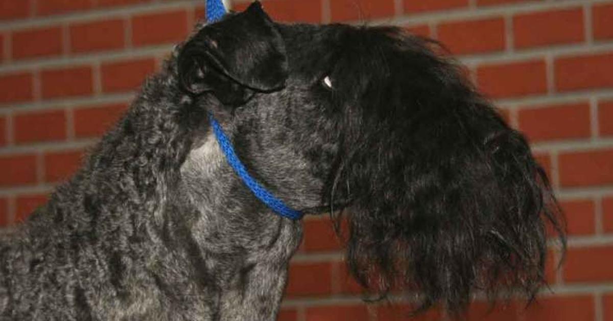 Enchanting Kerry Blue Terrier, a species scientifically known as Canis lupus.