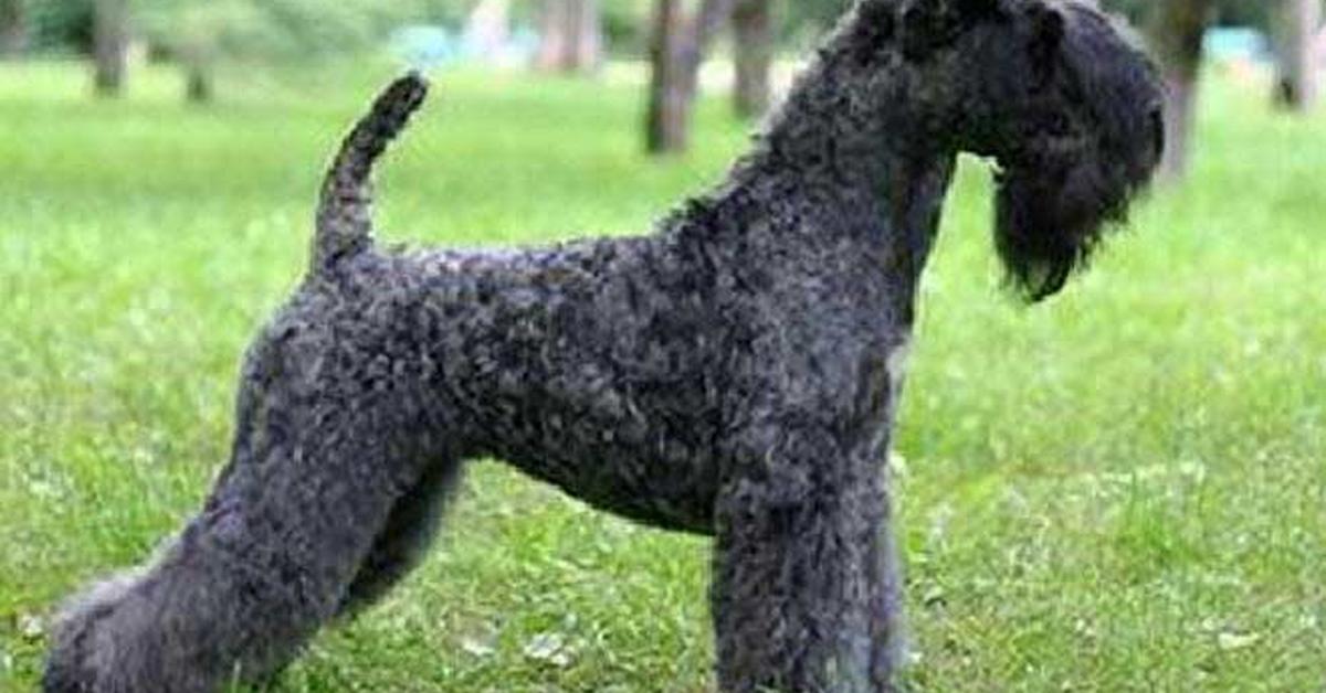 The alluring Kerry Blue Terrier, commonly referred to as Terrier Biru Kerry in Bahasa Indonesia.