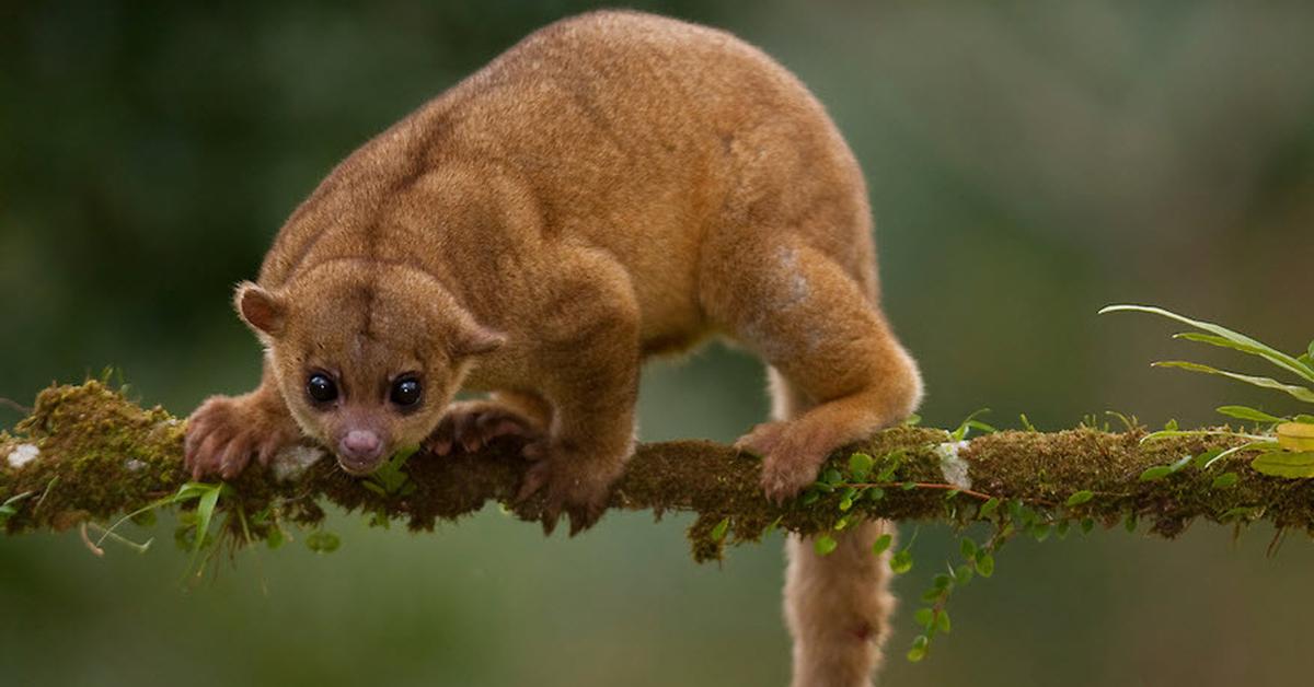 Visual of Kinkajou, or Kinkajou in Indonesian, showcasing its beauty.