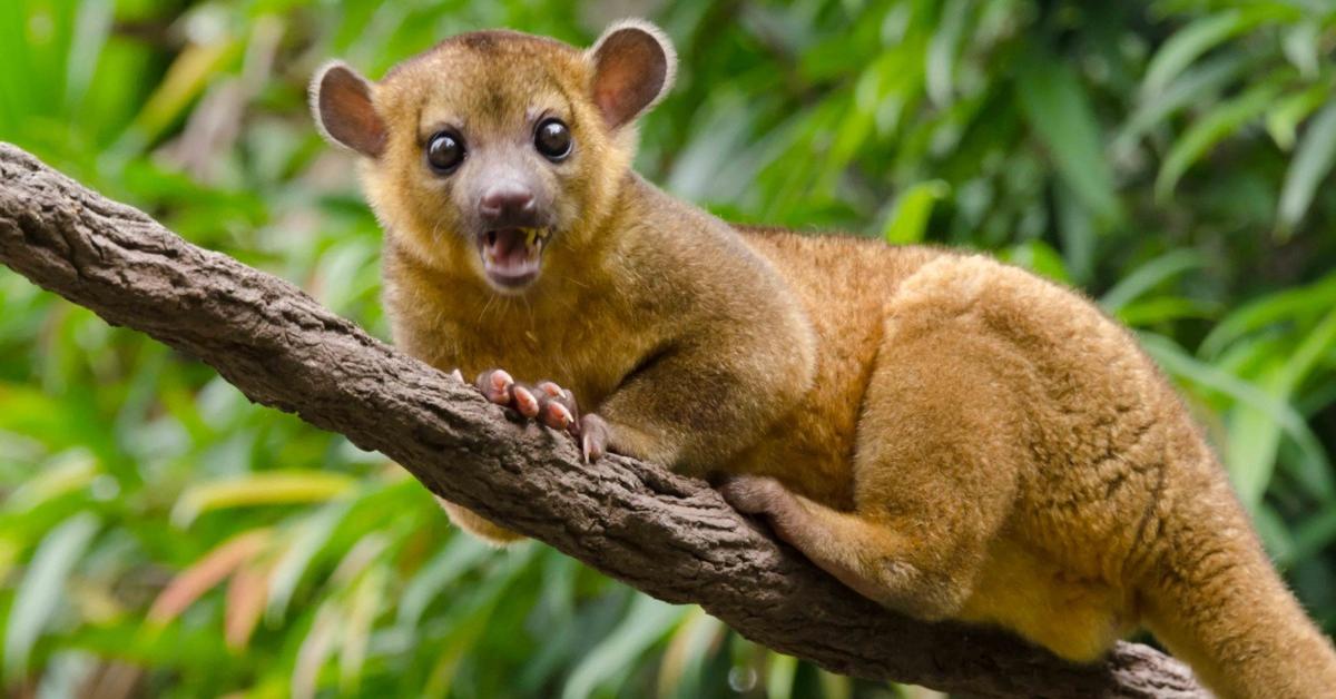 Elegant portrayal of the Kinkajou, also known as Potos flavus.