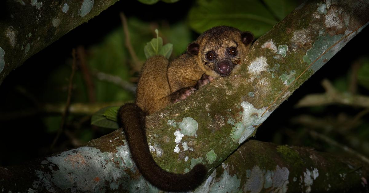 Captivating presence of the Kinkajou, a species called Potos flavus.