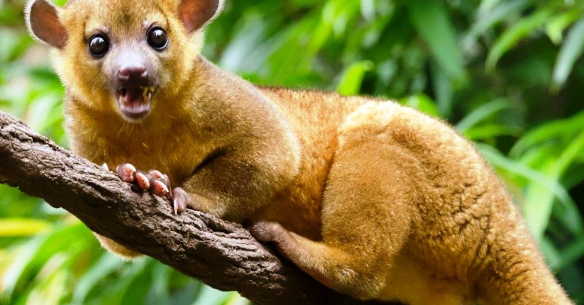 Striking appearance of the Kinkajou, known in scientific circles as Potos flavus.