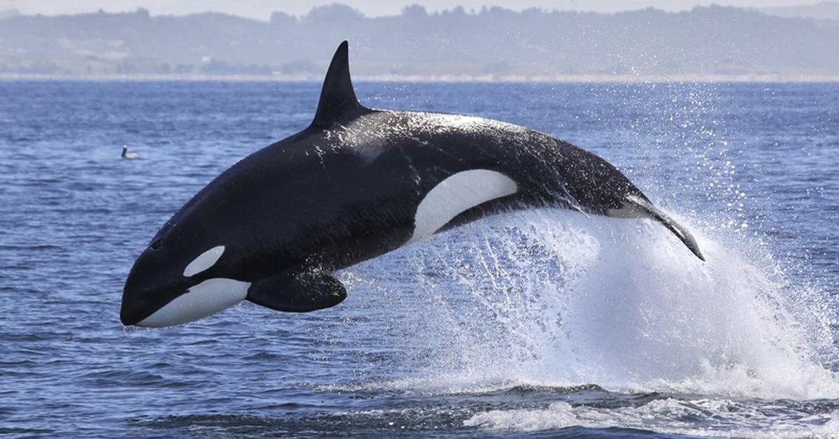 Portrait of a Killer Whale, a creature known scientifically as Orcinus orca.