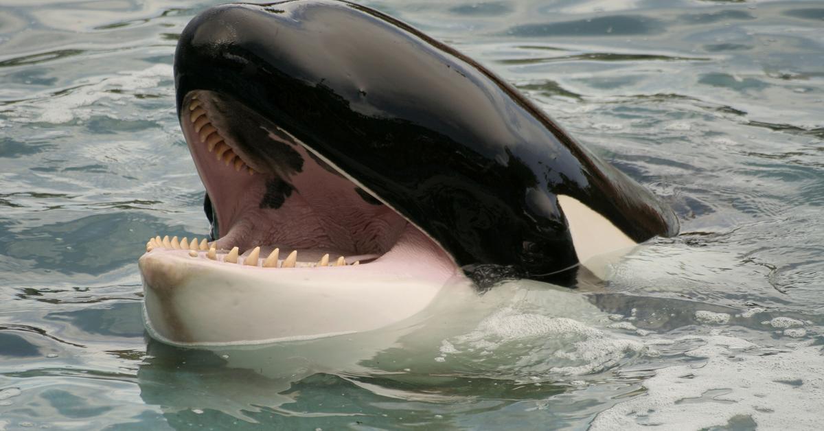 Close encounter with the Killer Whale, scientifically called Orcinus orca.