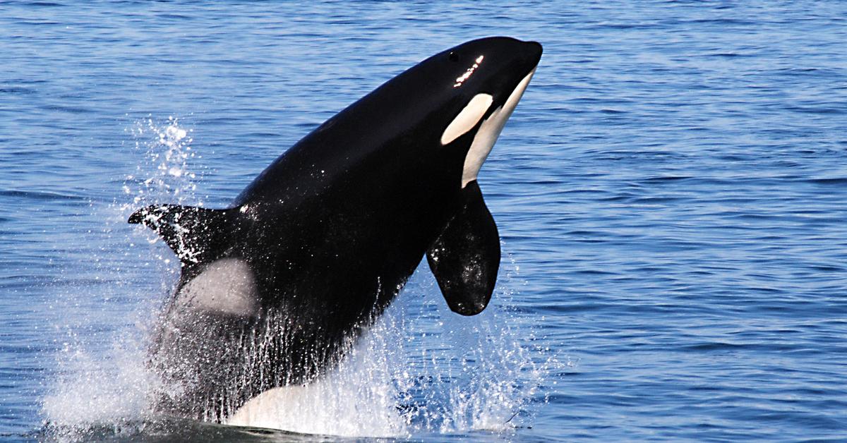 Detailed shot of the Killer Whale, or Orcinus orca, in its natural setting.