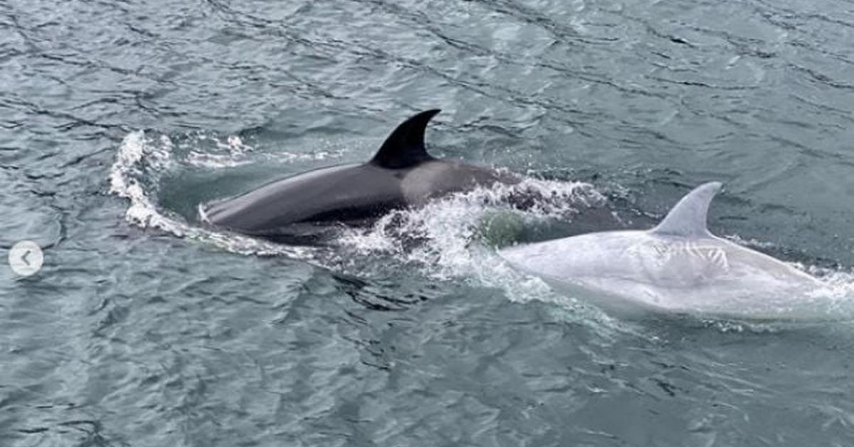 Engaging shot of the Killer Whale, recognized in Indonesia as Paus Pembunuh.