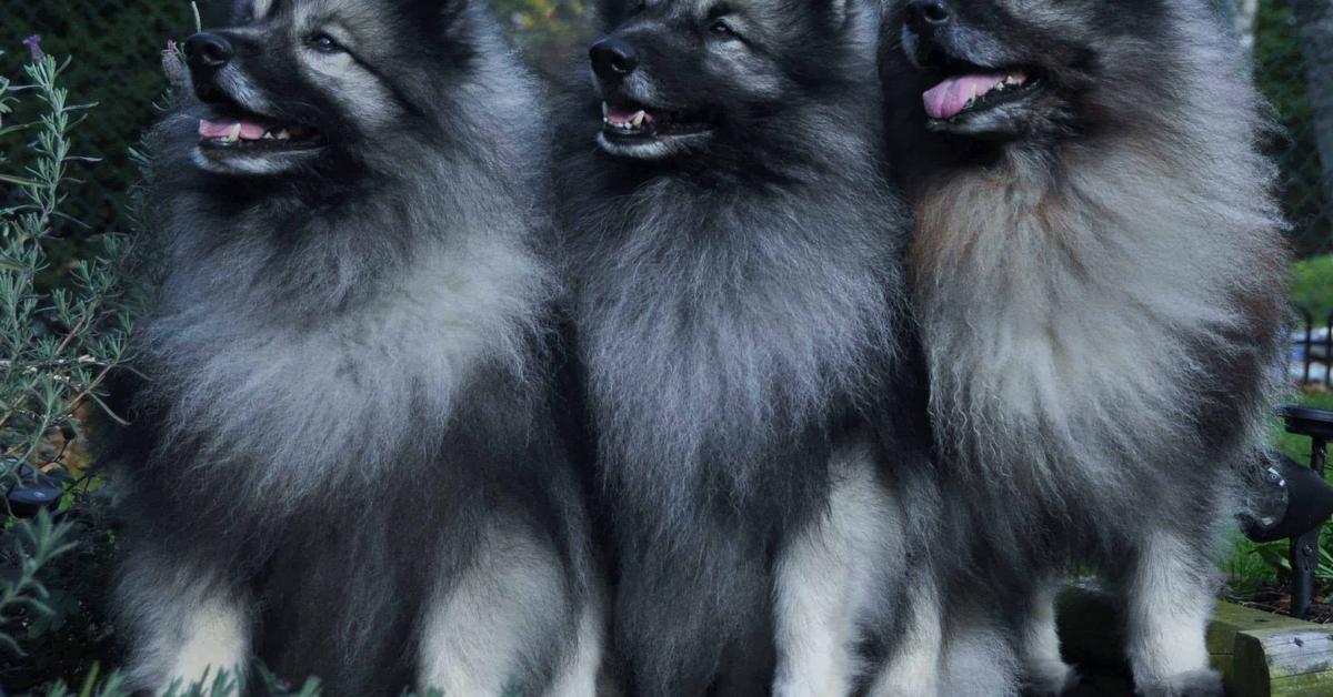 Exquisite image of Keeshond, in Indonesia known as Anjing Keeshond.