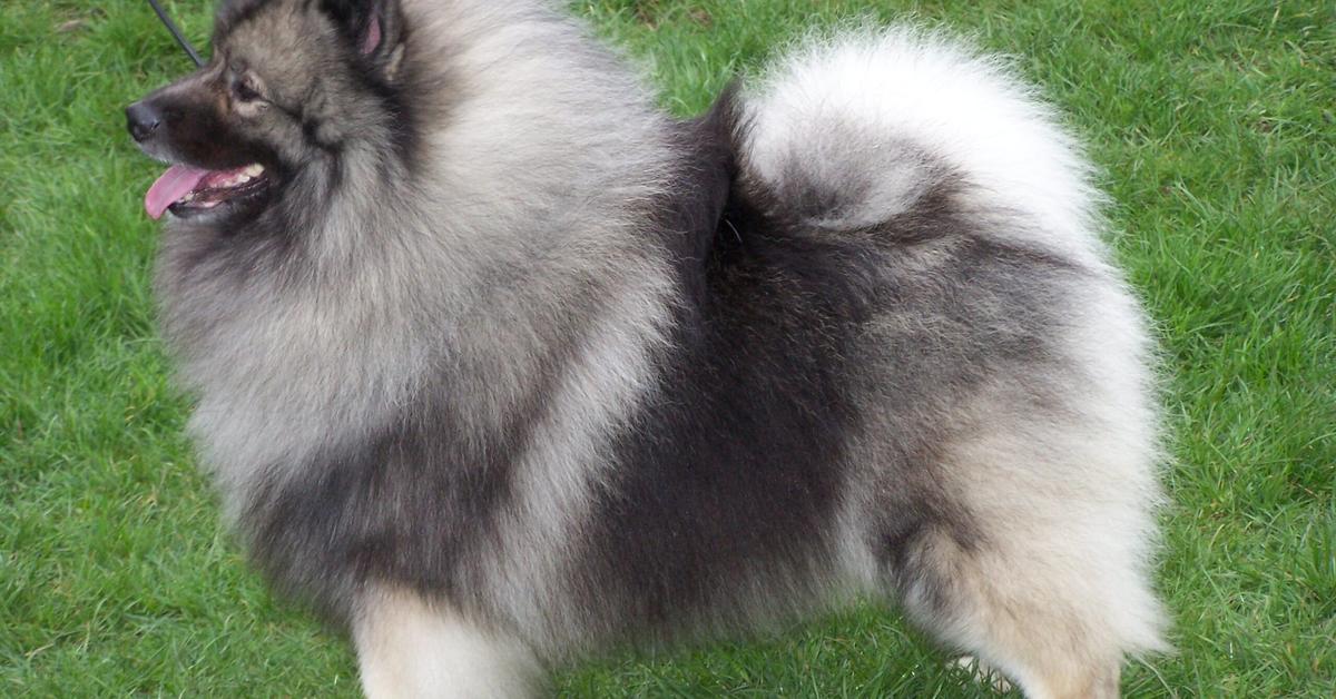 Visual representation of the Keeshond, recognized in Indonesia as Anjing Keeshond.