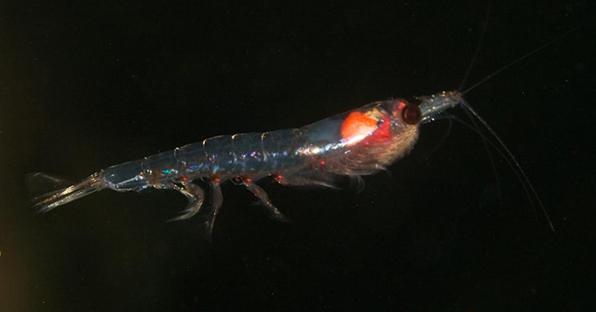 Insightful look at the Krill, known to Indonesians as Kril.