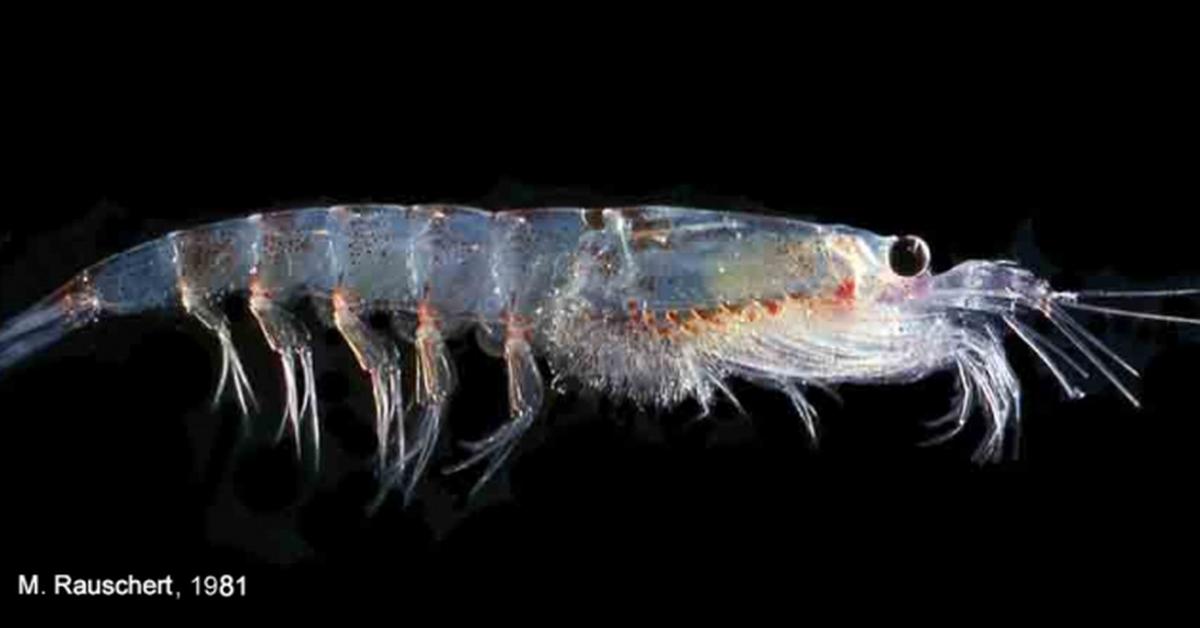 Engaging shot of the Krill, recognized in Indonesia as Kril.